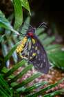 Common green birdwing-Cape York Birdwing Art Print